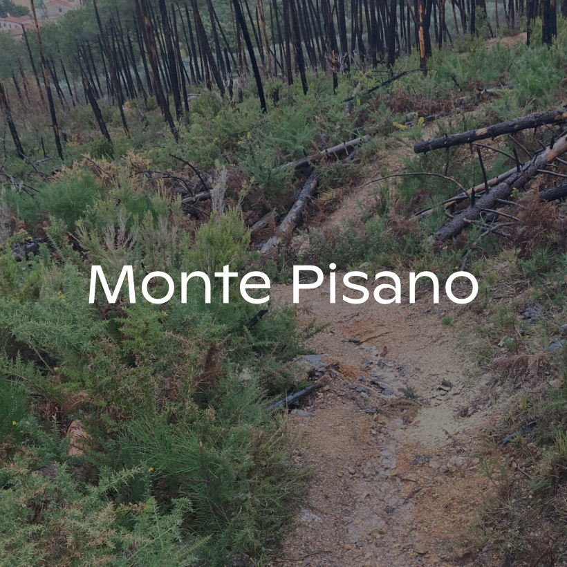 Monte Pisano - Mountain path with trees